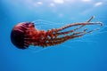 Red jellyfishÃÂ dancingÃÂ in the blue ocean water,ÃÂ compass jellyfish Royalty Free Stock Photo